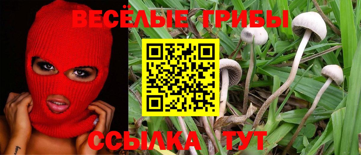 Псилоцибиновые грибы Psilocybe Елизово